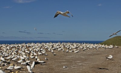 ABOVE THE COLONY