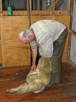 SHEARING SHEEP