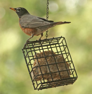 ROBIN GUARDING THE STASH