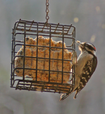 DOWNY WOODPECKER