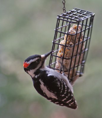 HAIRY WOODPECKER II