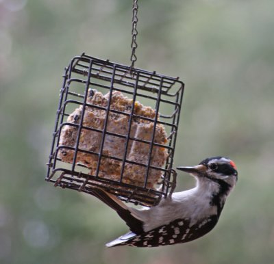 HAIRY WOODPECKER III