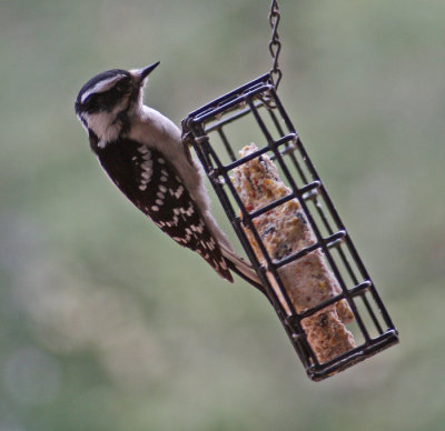 HAIRY WOODPECKER IV