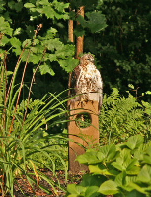 RED TAIL REST