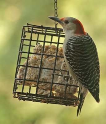 YELLOW BELLIED WOODPECKER