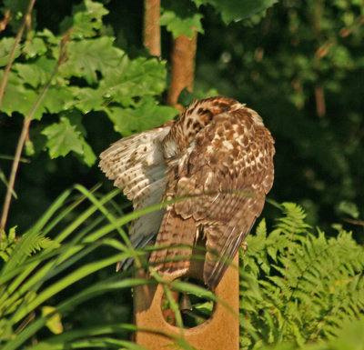 HAWKISH GROOMING II