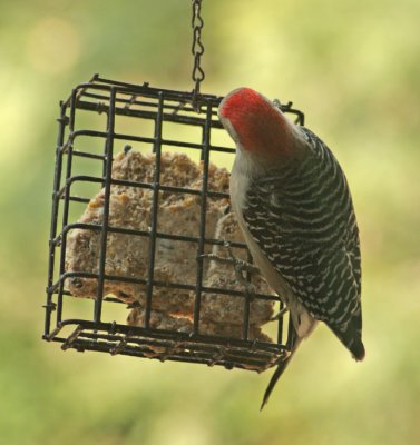 WOODPECKER AT WORK--ON SUET
