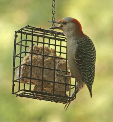 YELLOW BELLIED WOODPECKER