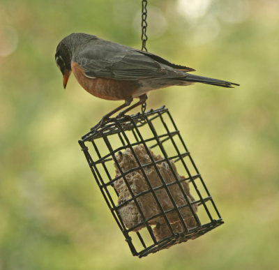 ROBIN ON GUARD DUTY