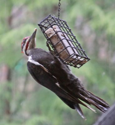 PILEATED WOODPECKER