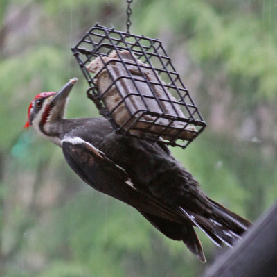 PILEATED WOODPECKER