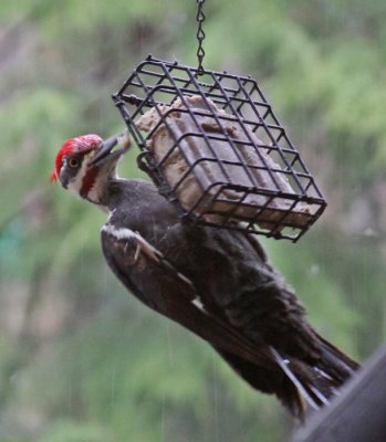 PILEATED WOODPECKER