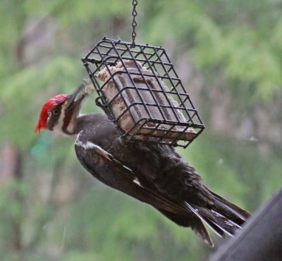 PILEATED WOODPECKER
