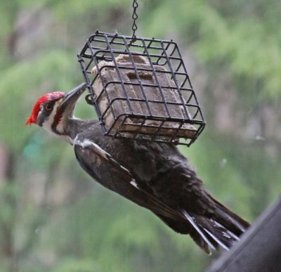 PILEATED WOODPECKER