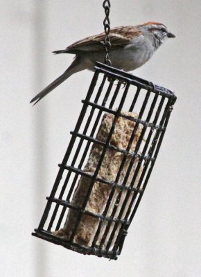 LOWLY SPARROW