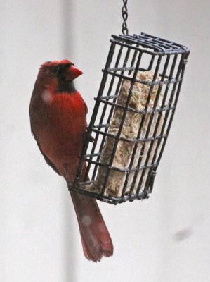 TUFTLESS-CARDINAL