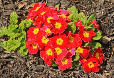 PRIMROSE:  SPRING FLOWER IN GARDEN