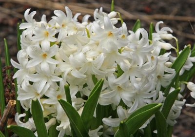 HYACINTH