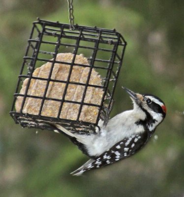 DOWNY WOODPECKER