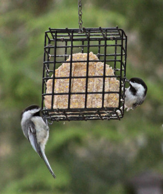 CHICKADEES