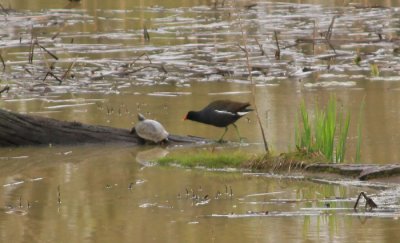 BEAVER POND: TURTLE AND FRIEND