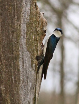 TREE SWALLOW