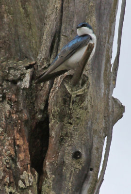 TREE SWALLOW: GUARDING THE NEST