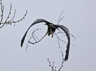 HERON WITH NESTING MATERIAL