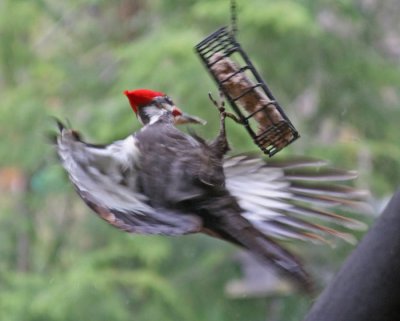 FLYING AWAY