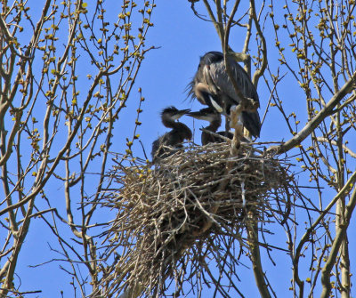 CROWDED HERON NEST