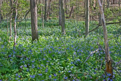 A SEA OF BLUEBELLS: THANK YOU, RON