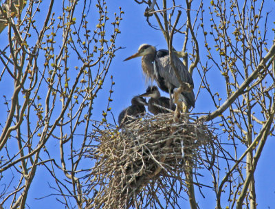 ADULT WITH TWO JUVENILES