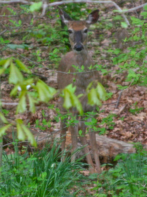 BAMBI I