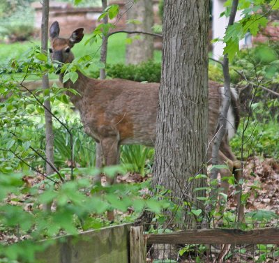 BAMBI III
