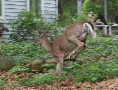 BACKYARD VISITORS