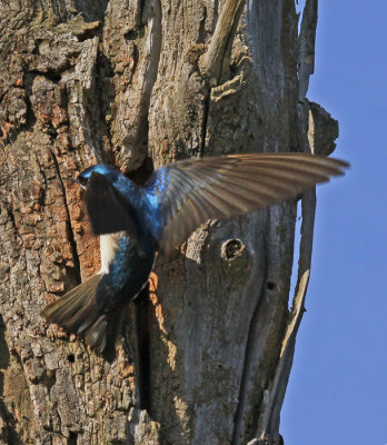 TREE SWALLOW LEAVING THE NEST