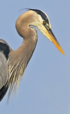 SENTINEL AT BEAVER MARSH