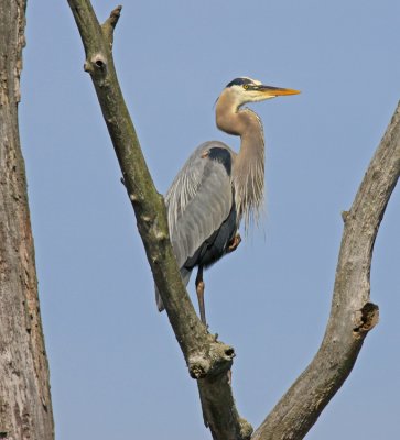 GUARDING THE BEAVER POND