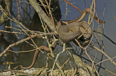 TWO REPTILES SHARING A MOMENT AT THE BEAVER MARSH