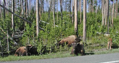 BISON ALONG THE ROAD