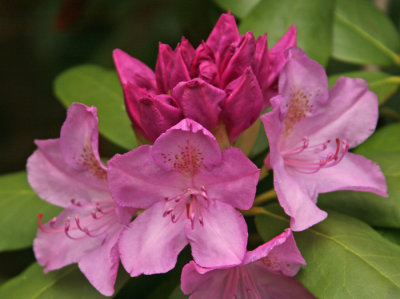 RHODODENDRON BLOOMING