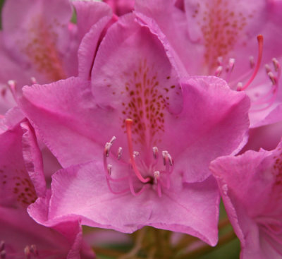 RHODODENDRON BLOSSOM