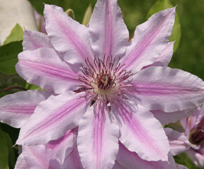 CLEMATIS IN BLOOM