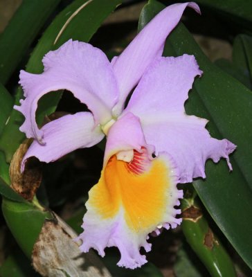 ORCHID: LINCOLN PARK CONSERVATORY