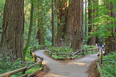 WALKING PATH AND REDWOODS