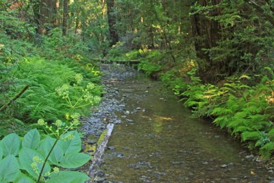 PATHSIDE STREAM