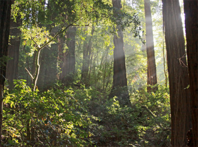 EARLY MORNING SUNLIGHT