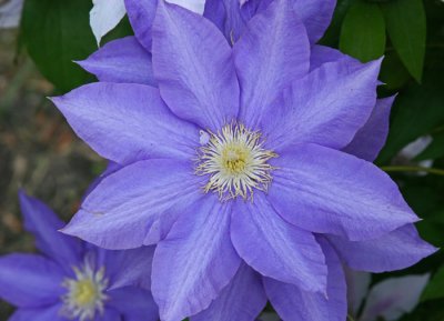 CLEMATIS