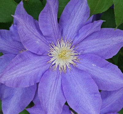 CLEMATIS