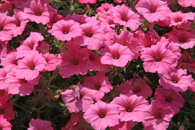 PETUNIAS IN THE ROSE GARDEN